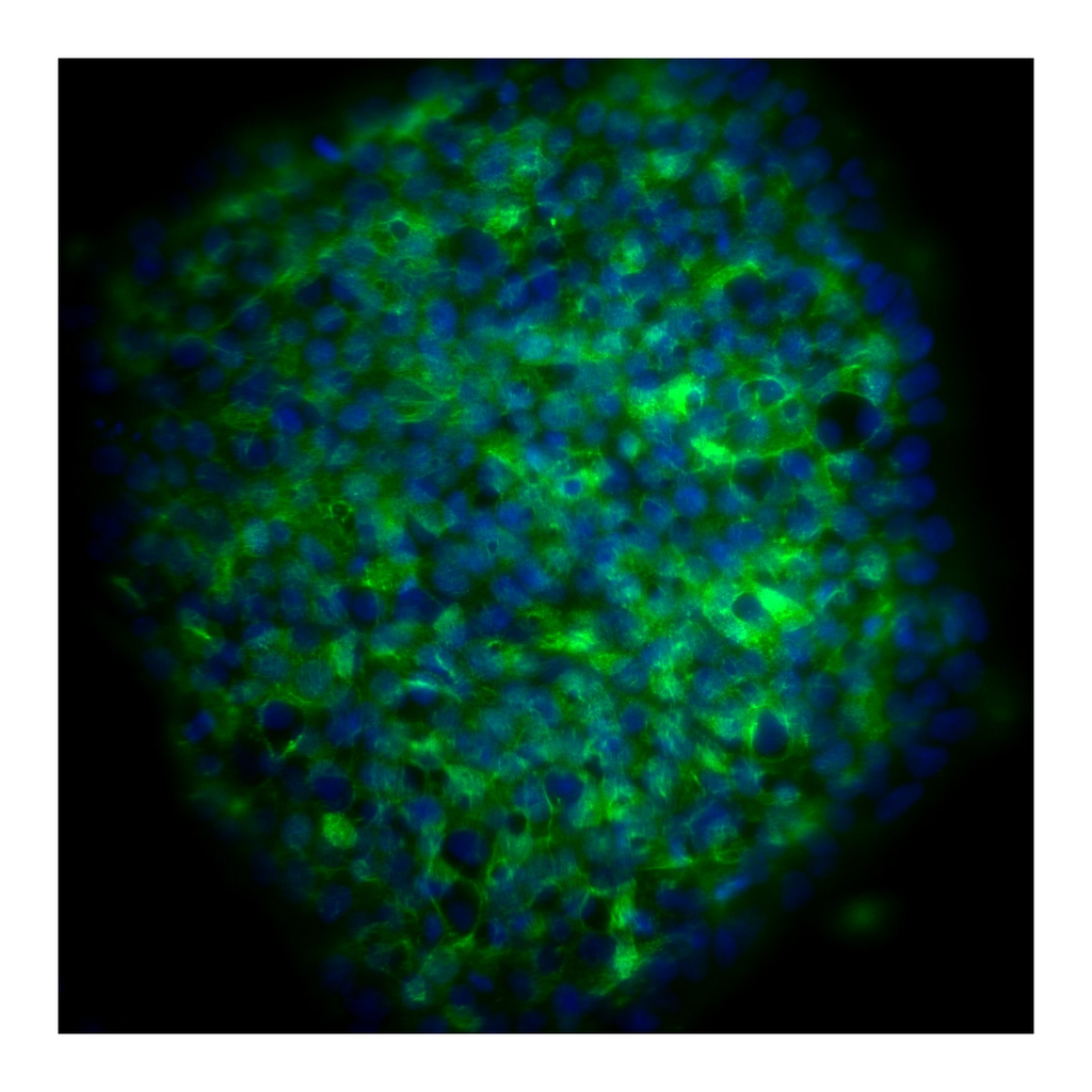 BD Purified Mouse Anti-Human Podocalyxin Associated Keratan Sulfate