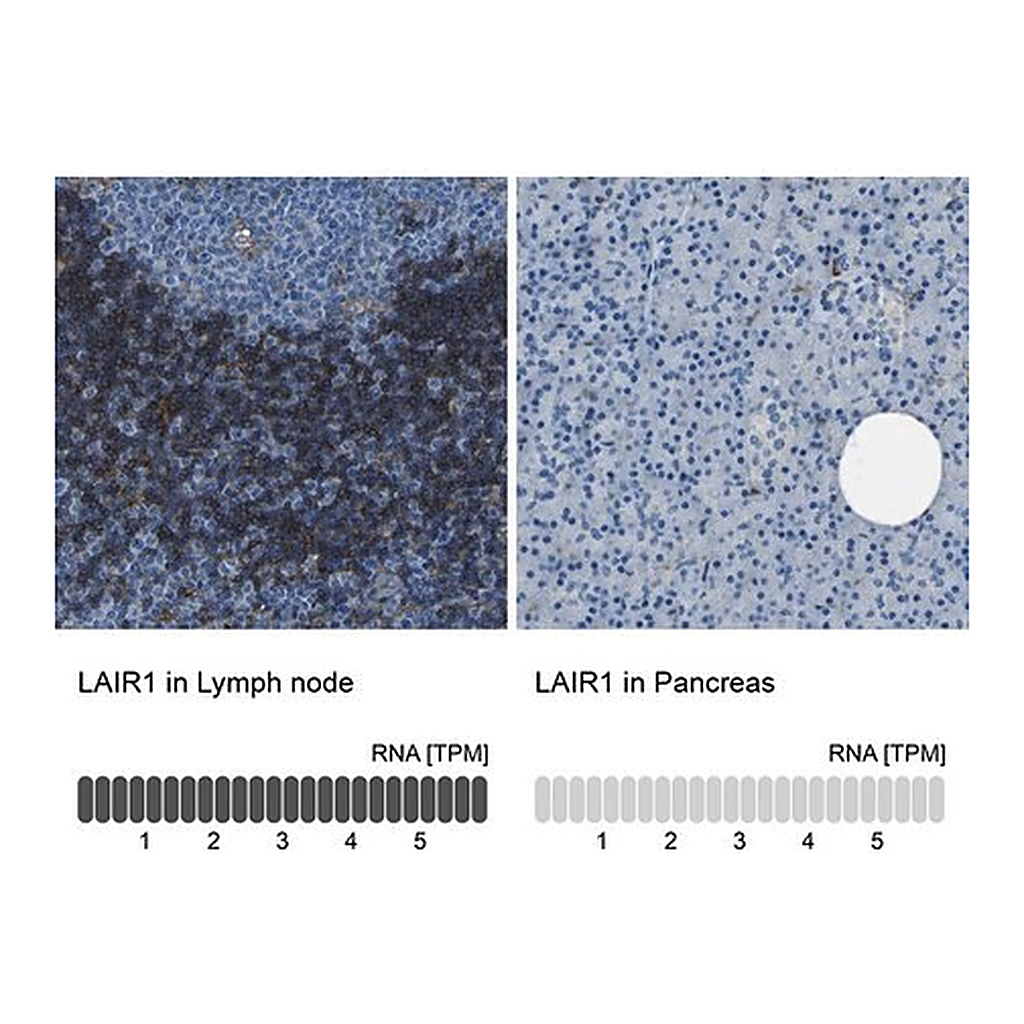 Merck Anti-LAIR1 antibody produced in rabbit