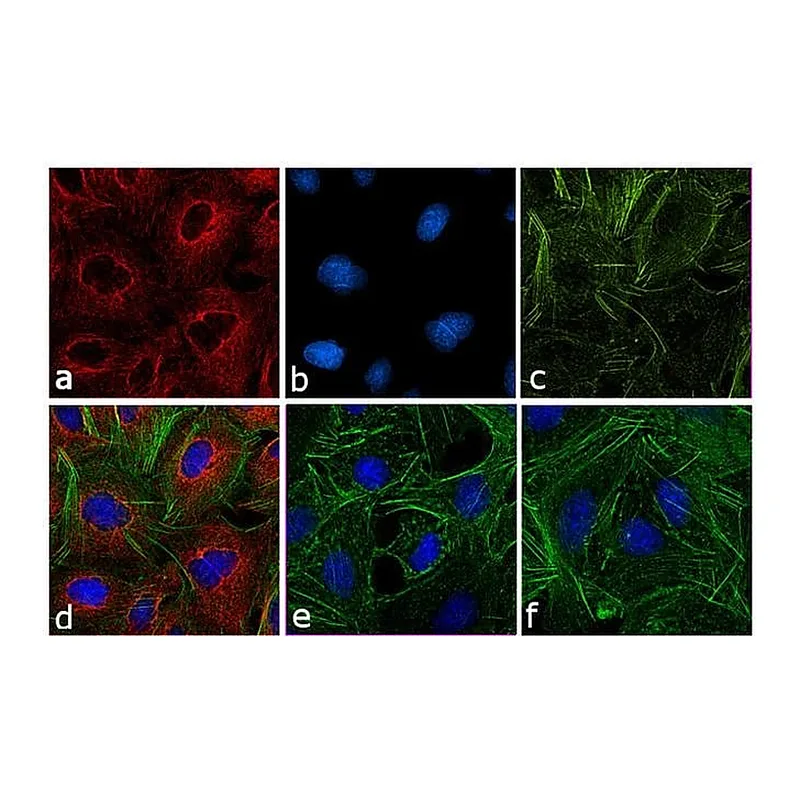 Thermo Fisher Scientific Donkey anti-Rat IgG (H+L) Cross-Adsorbed Secondary Antibody, DyLight 550