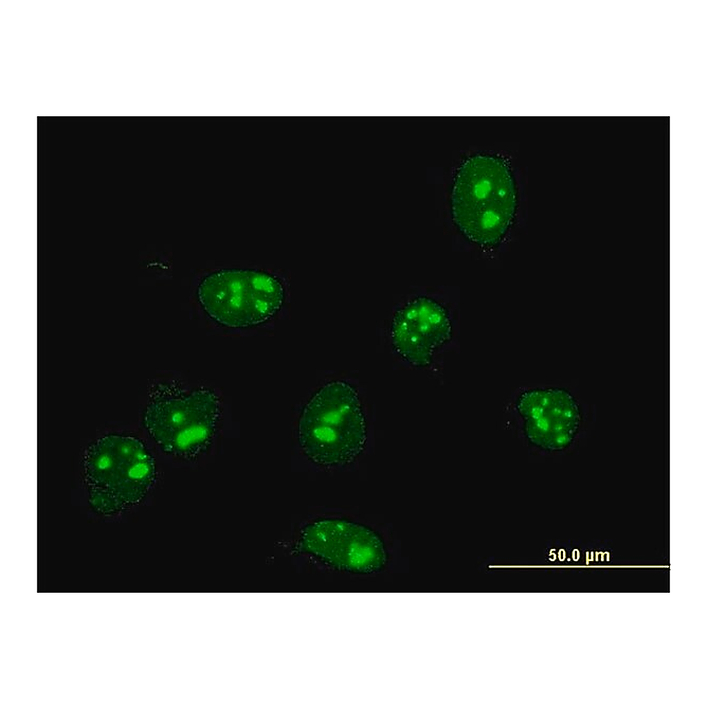 Merck Monoclonal Anti-FBL antibody produced in mouse