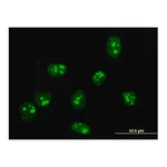 Merck Monoclonal Anti-FBL antibody produced in mouse