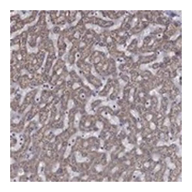 Merck Anti-HPS5 antibody produced in rabbit