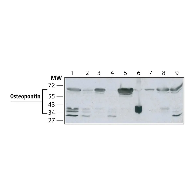 Merck Anti-Osteopontin antibody, Mouse monoclonal