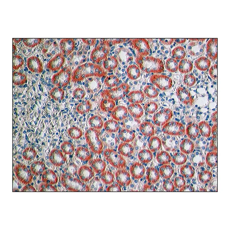 Merck Anti-Claudin-1 antibody produced in rabbit