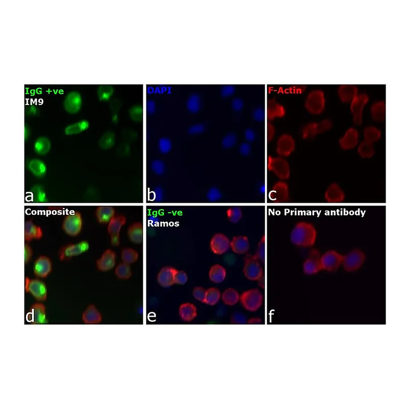 Thermo Fisher Scientific Rabbit anti-Human IgG (H+L) Cross-Adsorbed Secondary Antibody, DyLight 488