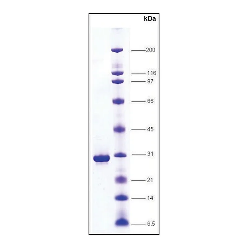 Merck HMG1, native from calf thymus