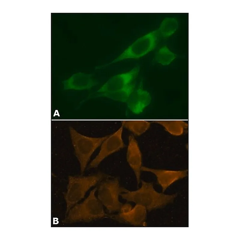 Merck Anti-Calnexin antibody, Mouse monoclonal