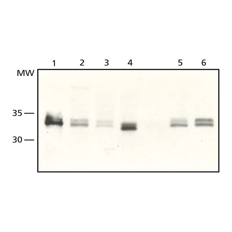 Merck Anti-Sprouty 2 (N-Terminal) from rabbit