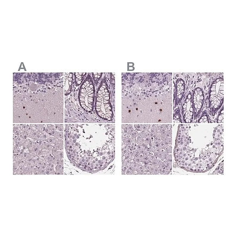 Merck Anti-BHLHE22 antibody produced in rabbit