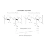 Merck LYSOSTAPHIN AFFINITY PURIFIED