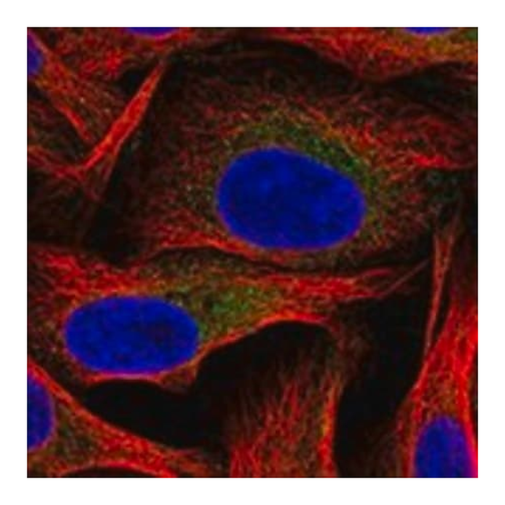 Merck Anti-HK2 antibody produced in rabbit