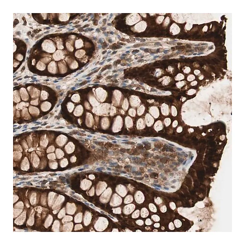 Merck Anti-GALE antibody produced in rabbit