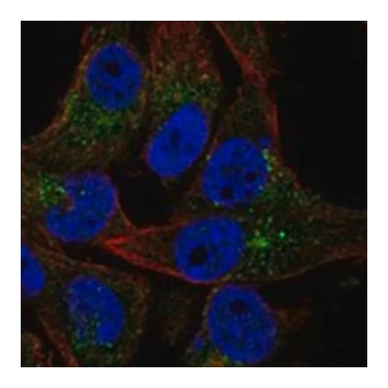 Merck Anti-VAC14 antibody produced in rabbit