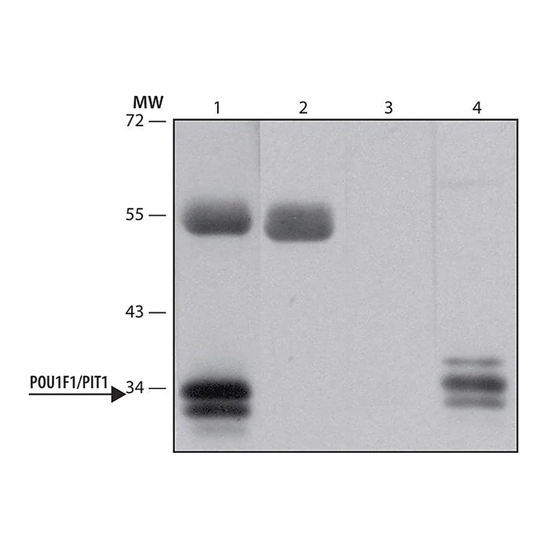 Merck Anti-POU1F1/PIT1 antibody produced in rabbit