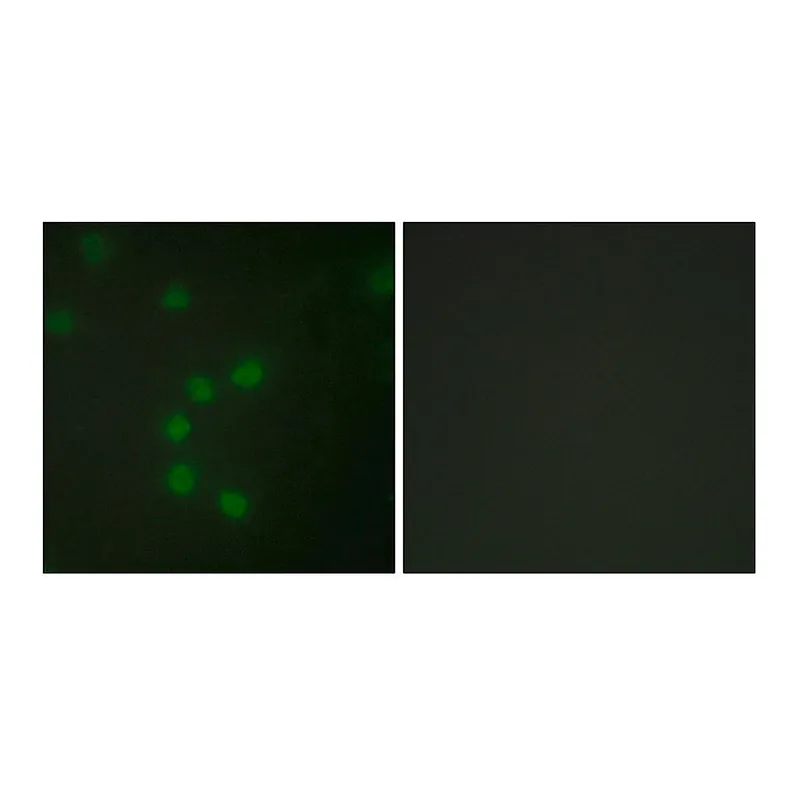 Merck Anti-Telomerase antibody produced in rabbit