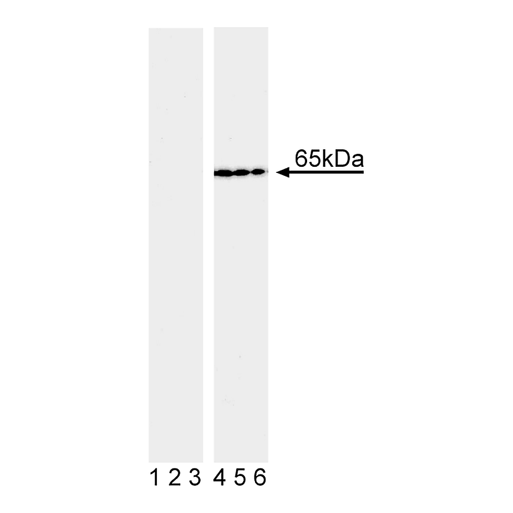 BD Purified Mouse anti-NF-κB p65 (pS536)