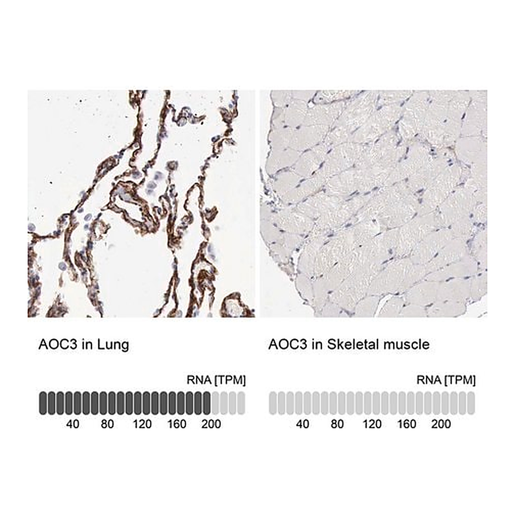 Merck Anti-AOC3 antibody produced in rabbit