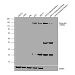 Thermo Fisher Scientific Goat anti-Human IgG F(ab`)2 Cross-Adsorbed Secondary Antibody, HRP