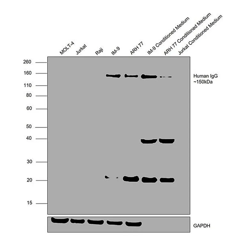 Thermo Fisher Scientific Goat anti-Human IgG F(ab`)2 Cross-Adsorbed Secondary Antibody, HRP