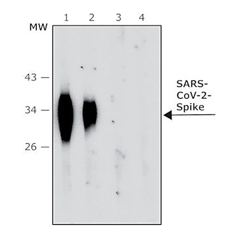 Merck Anti-SARS-COV-2-Spike-RBD regionantibody
