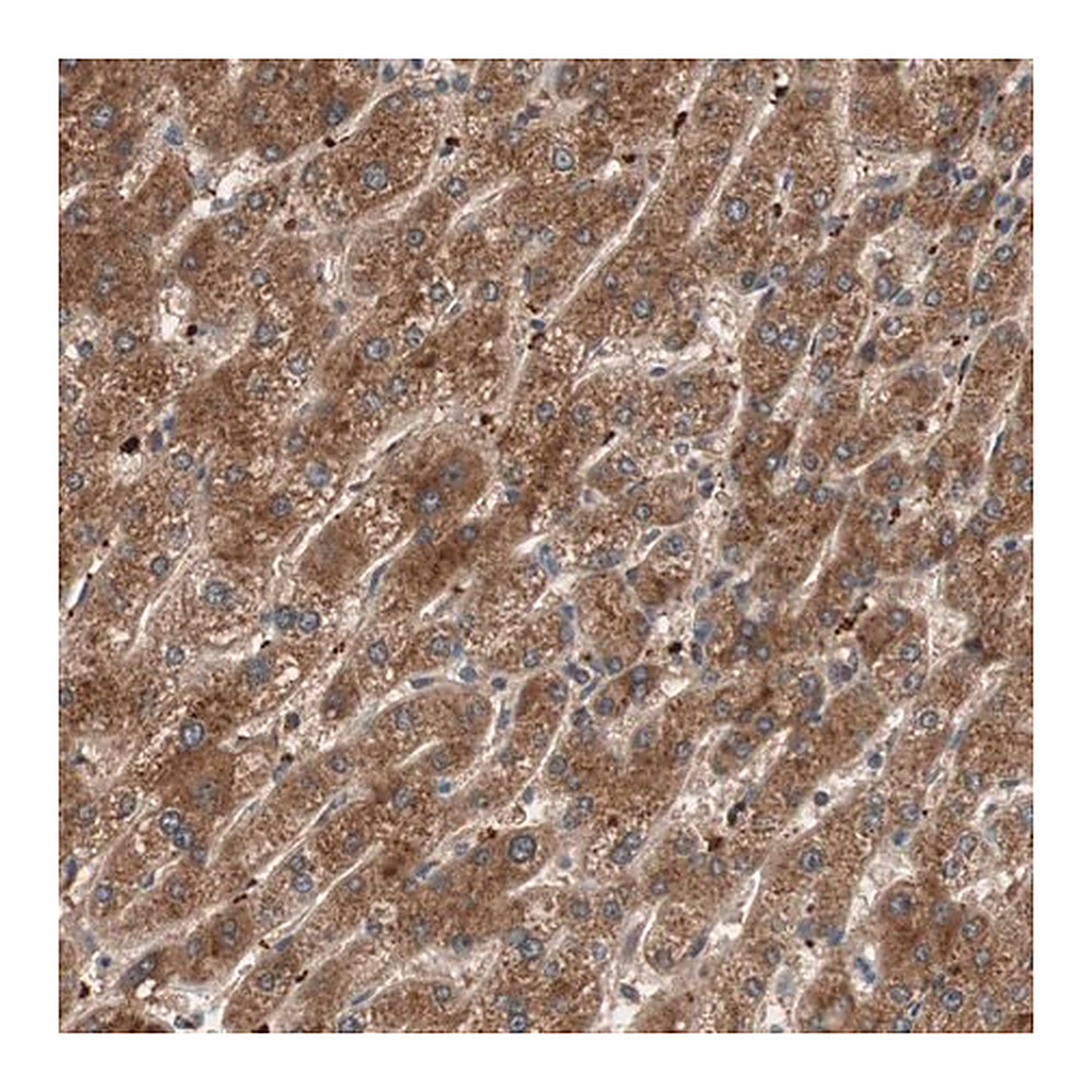 Merck Anti-GLYCTK antibody produced in rabbit