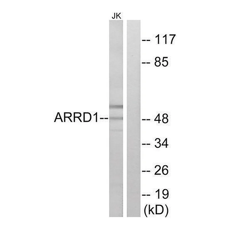 Merck Anti-ARRD1 antibody produced in rabbit