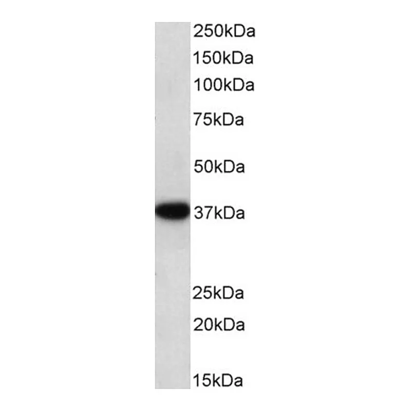 Merck Anti-GAPDH, C-Terminal antibody produced in goat
