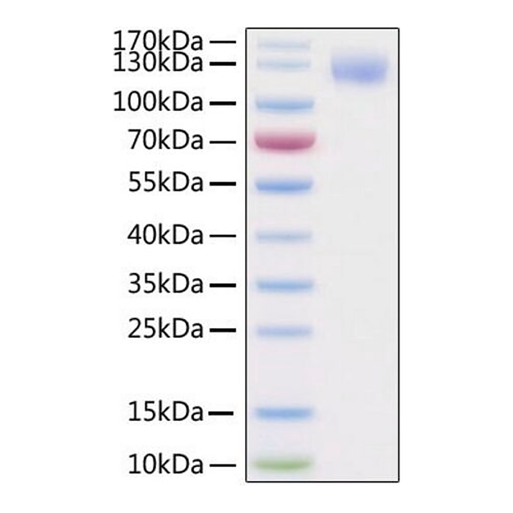 Merck Recombinant 2019-nCoV Spike S1 Protein with His and Avi tag