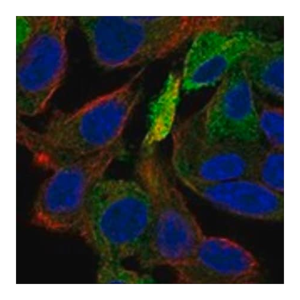 Merck Anti-ERRFI1 antibody produced in rabbit