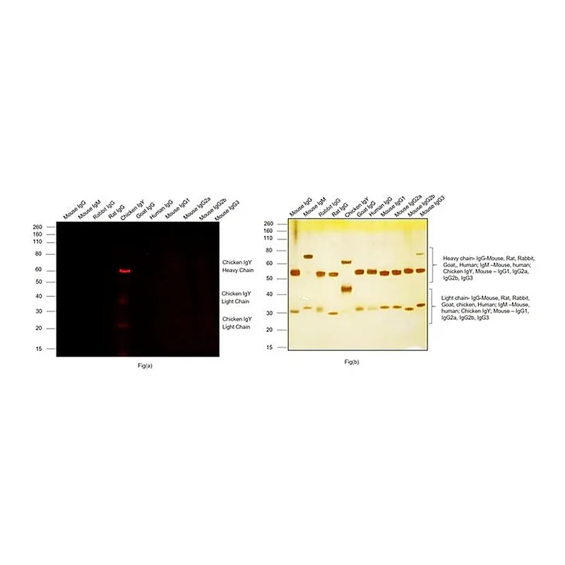 Thermo Fisher Scientific Goat anti-Chicken IgY (H+L) Cross-Adsorbed Secondary Antibody, Alexa Fluor Plus 647