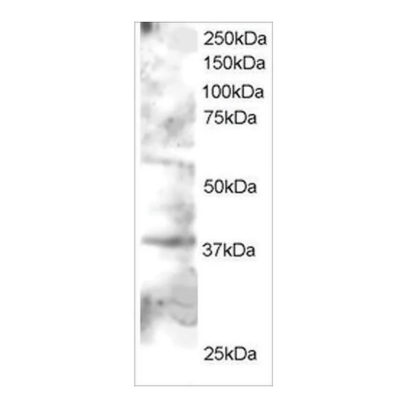Merck Anti-GRAP2/GRID/ GRF40 antibody produced in goat