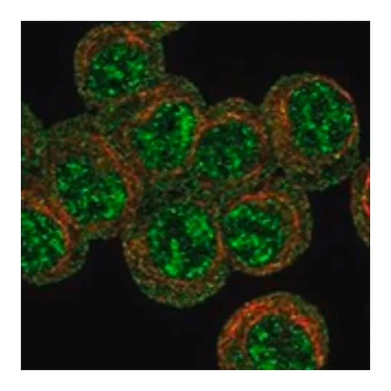 Merck Anti-EPOR antibody produced in rabbit