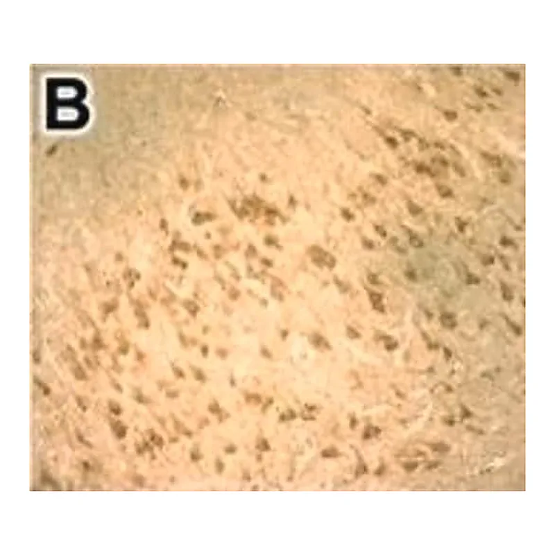 Merck Anti-DNMT3B antibody produced in rabbit