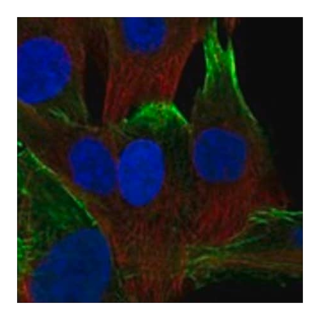 Merck Anti-NEXN antibody produced in rabbit