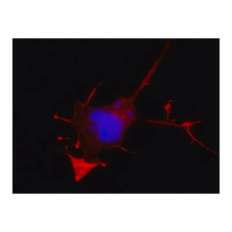 Merck Anti-E6AP antibody, Mouse monoclonal