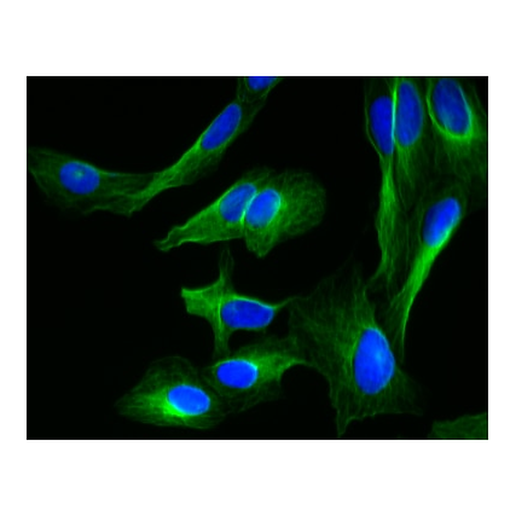 BD Alexa Fluor® 647 Mouse anti-β-Tubulin