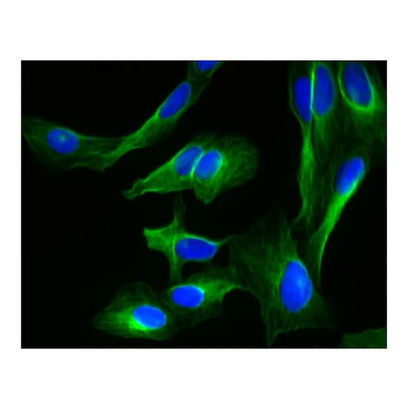 BD Alexa Fluor® 647 Mouse anti-β-Tubulin