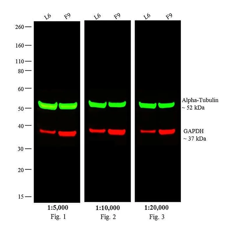 Thermo Fisher Scientific Donkey anti-Rat IgG (H+L) Cross-Adsorbed Secondary Antibody, DyLight 800