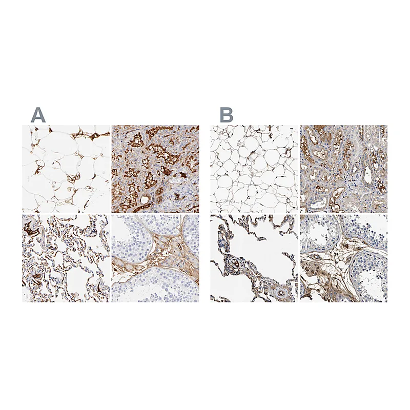 Atlas Antibodies Anti-C3 Antibody