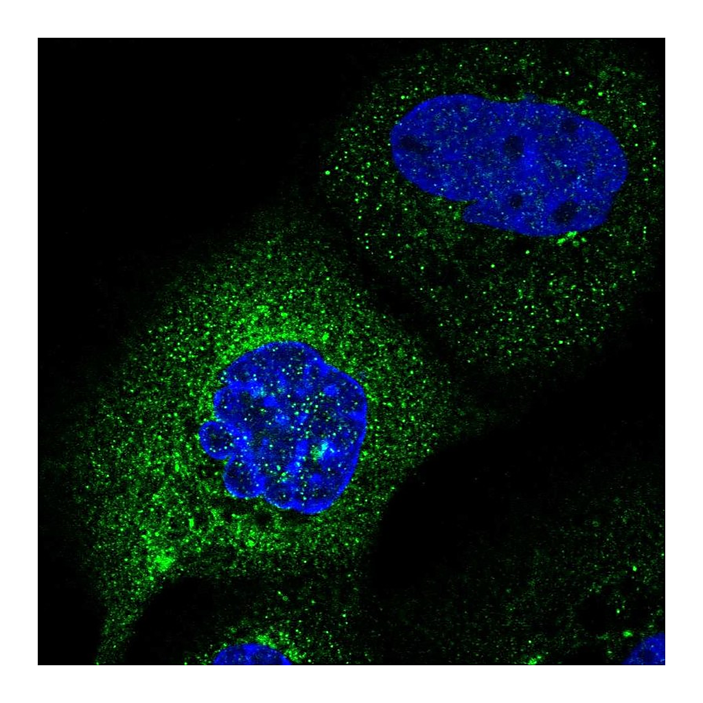 Atlas Antibodies Anti-C2orf76 Antibody