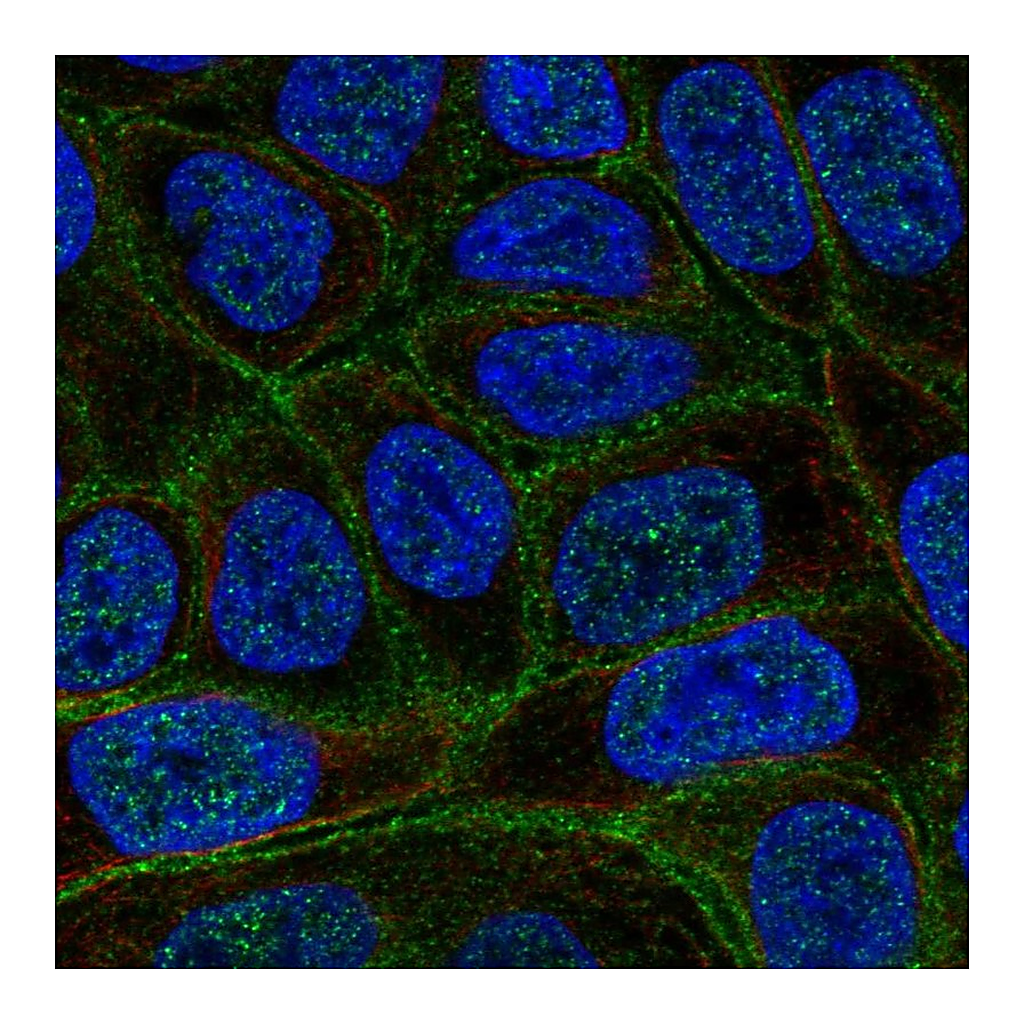 Atlas Antibodies Anti-C4orf19 Antibody