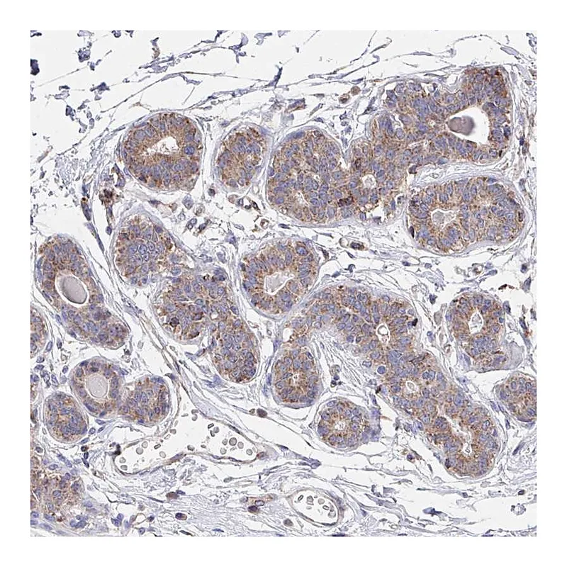Atlas Antibodies Anti-C4orf32 Antibody