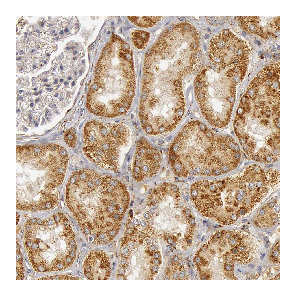 Atlas Antibodies Anti-C7 Antibody