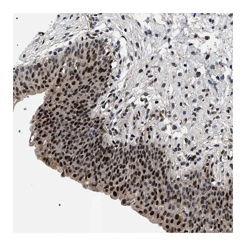 Atlas Antibodies Anti-C7orf25 Antibody