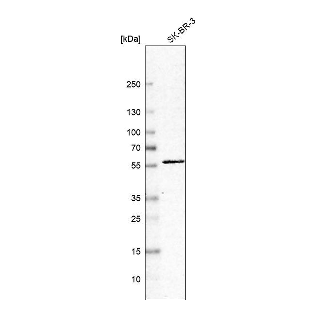 Atlas Antibodies Anti-C7orf26 Antibody