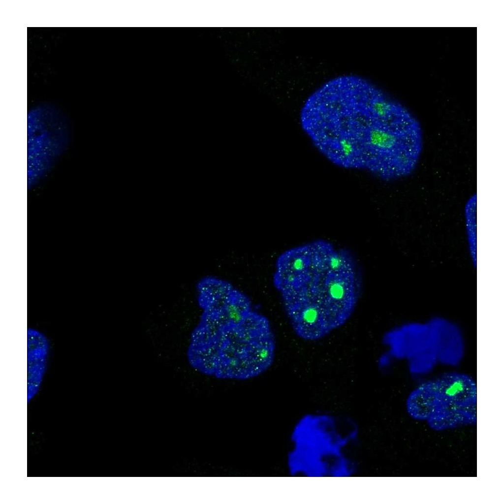 Atlas Antibodies Anti-C8orf34 Antibody