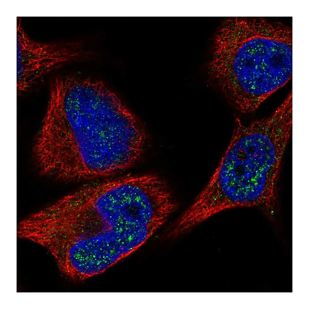 Atlas Antibodies Anti-C8orf46 Antibody