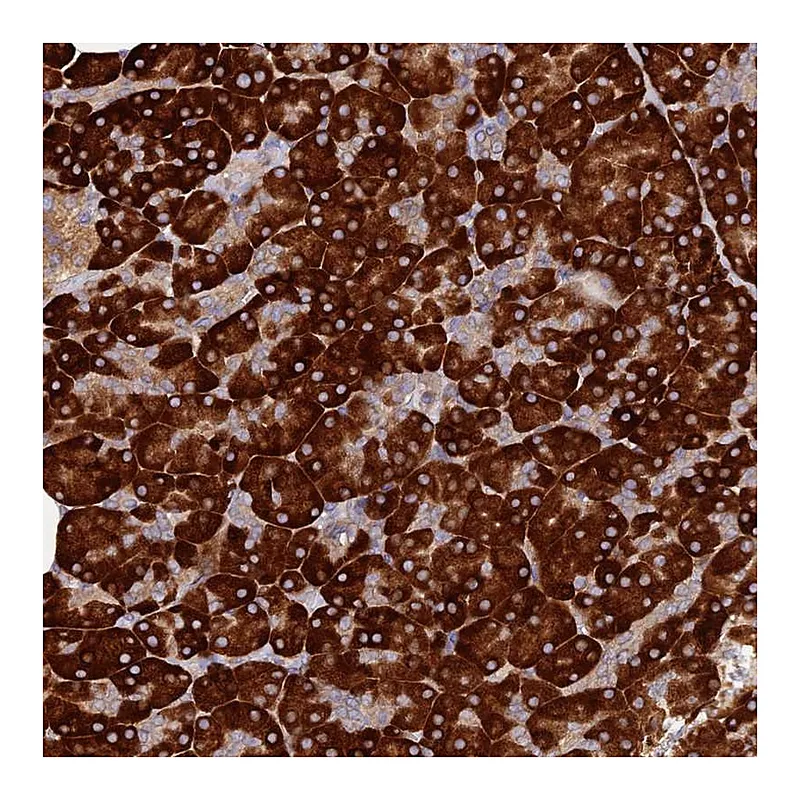 Atlas Antibodies Anti-C8orf44 Antibody