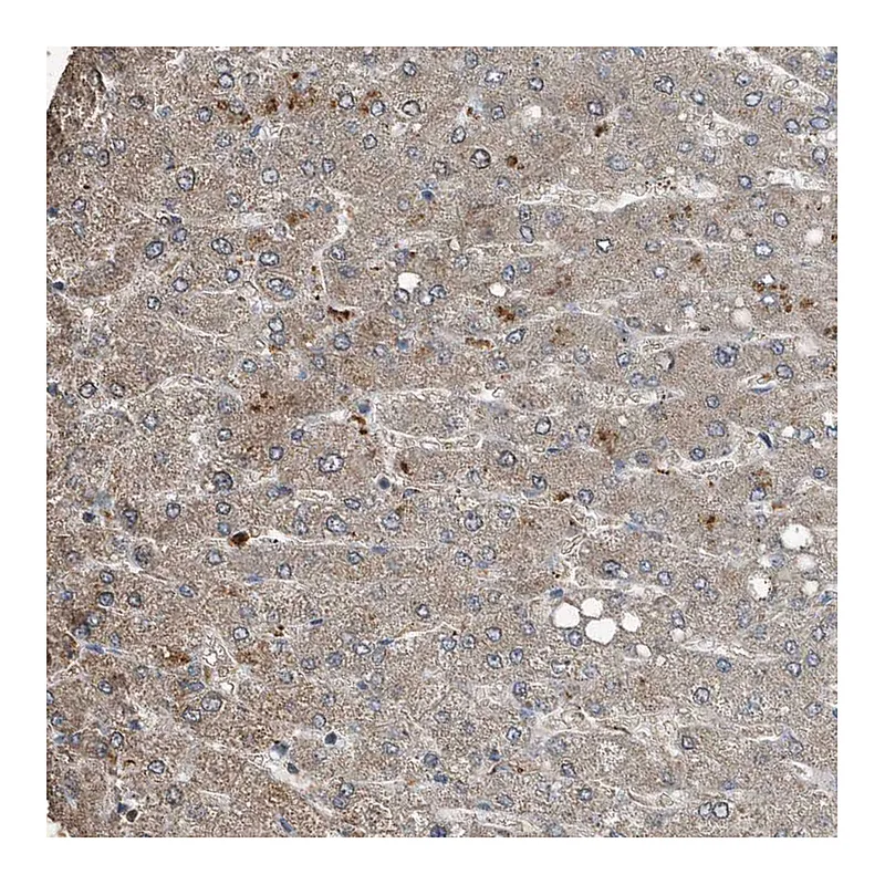 Atlas Antibodies Anti-C9 Antibody