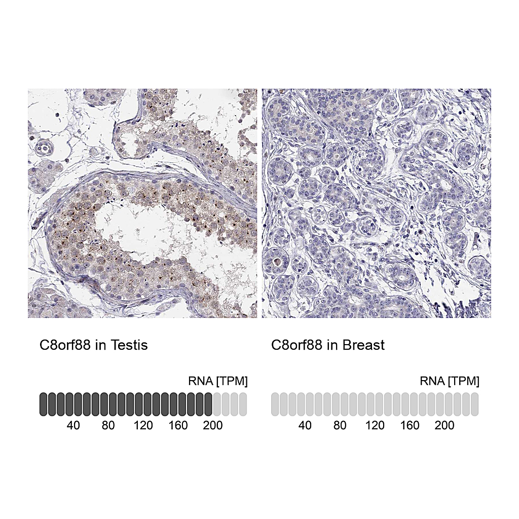 Atlas Antibodies Anti-C8orf88 Antibody